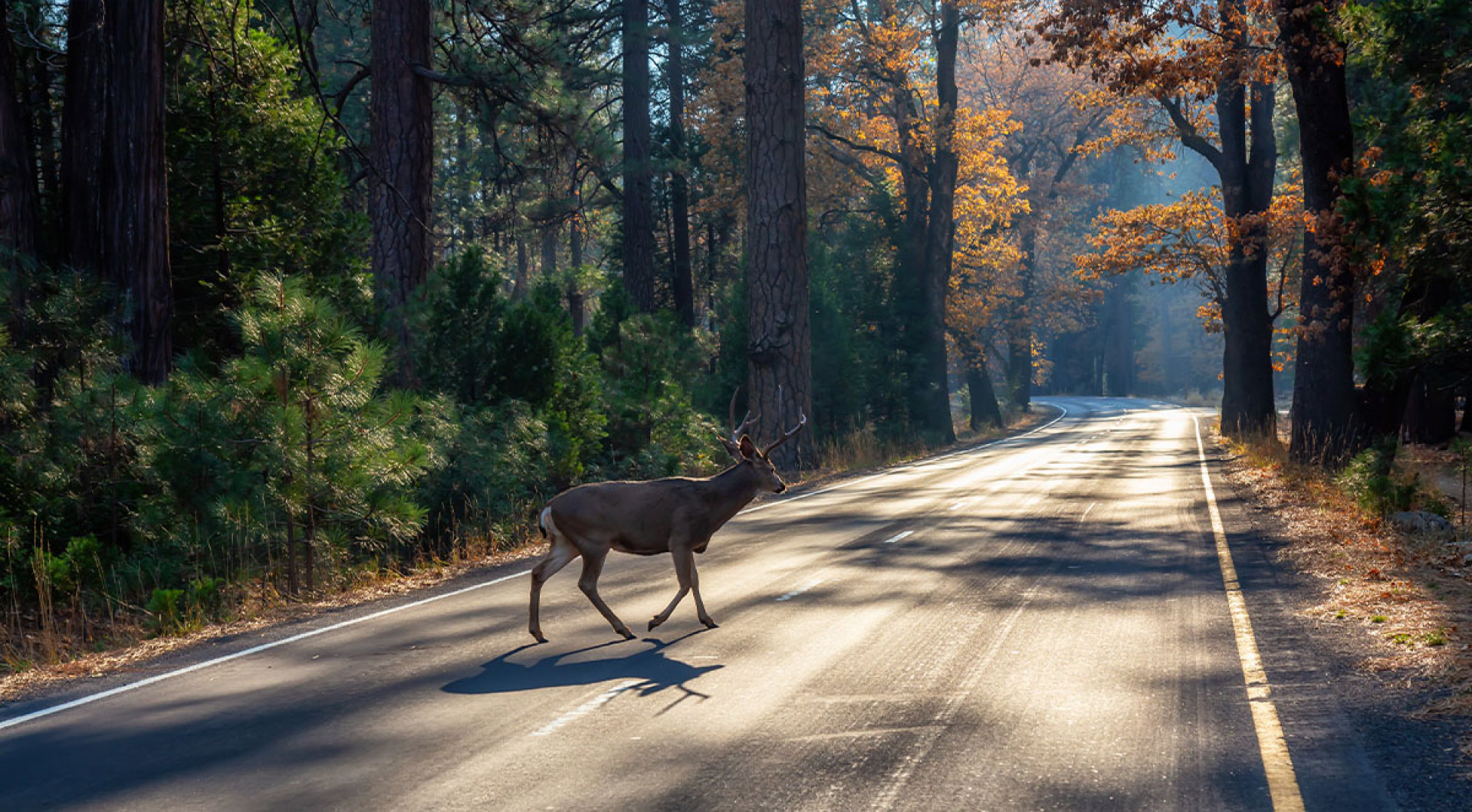 What to Do When You Hit a Deer